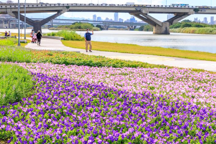 延平河濱花海  浪漫登場