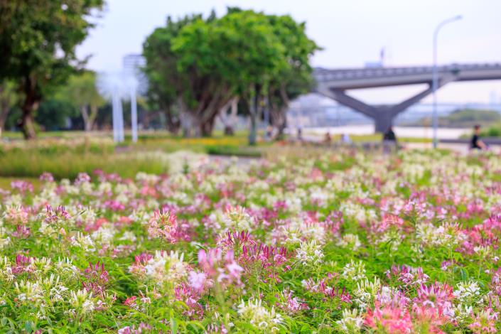  延平河濱花海 醉蝶花盛開中