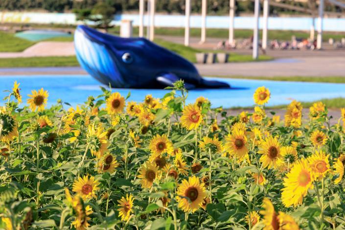 111年度大佳花海