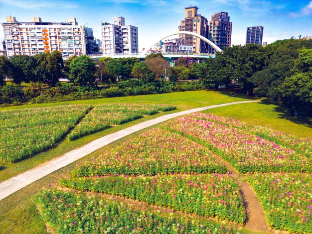 醉蝶花海約種植33,725株白色及粉色的醉蝶花