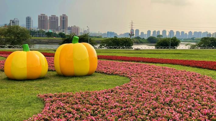 110年中正河濱花海-秋海棠盛開