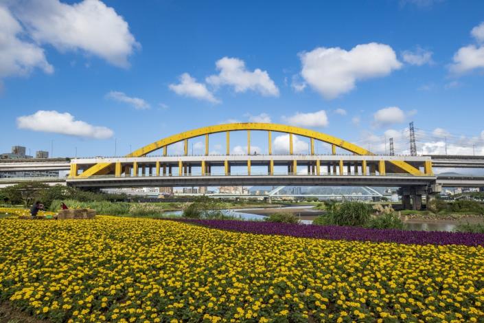 黃澄澄絕美花海在成美左岸河濱公園