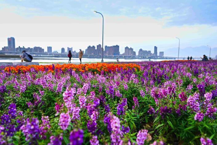 冬季花海熱情綻放 點亮淡水河畔