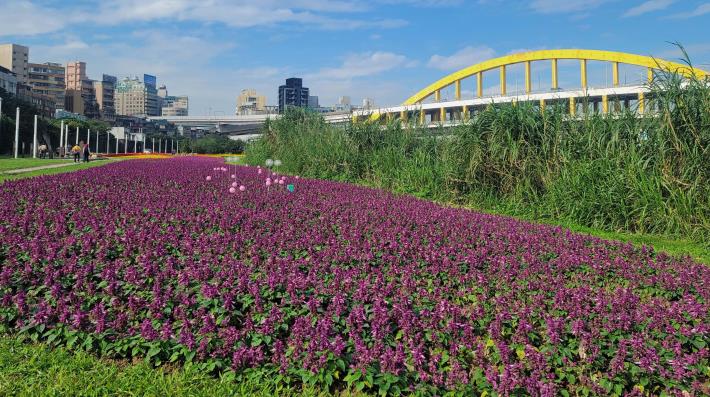 成美左岸河濱公園花海 一串紫盛開