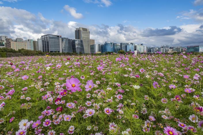 美堤河濱公園 波斯菊綻放