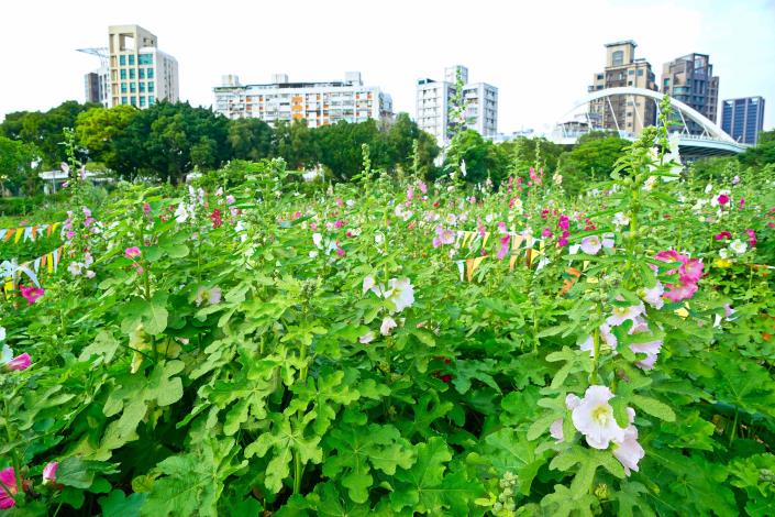 108 古亭河濱 蜀葵花海 高讚賢 1090414 (4)