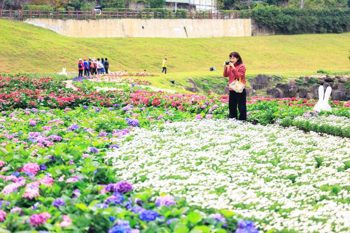 大溝溪繡球花海 浪漫登場