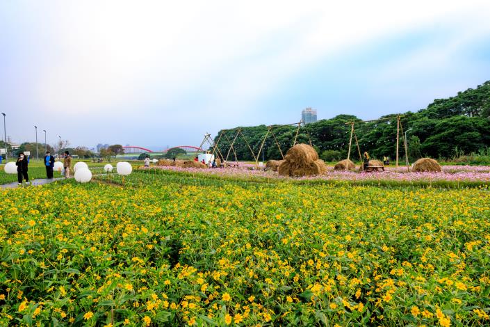 稻草捆加上球燈讓花海更添繽紛-曹正邦 攝