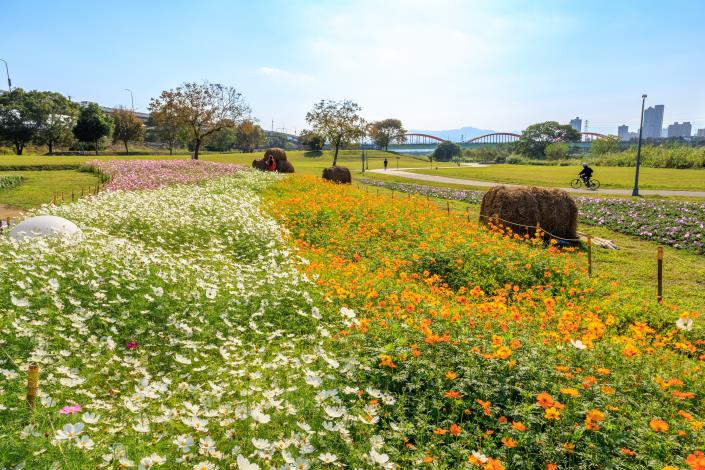 別有一番風情的古亭河濱花海-曹正邦 攝