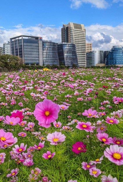 大波斯菊