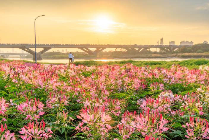 忠孝橋夕陽是攝影愛好者的拍照首選