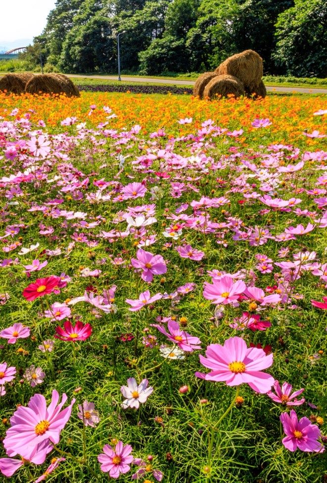 大波斯菊