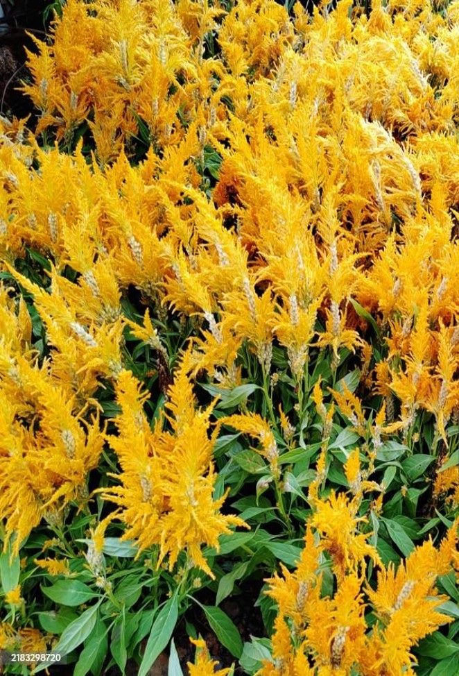 火焰雞冠花