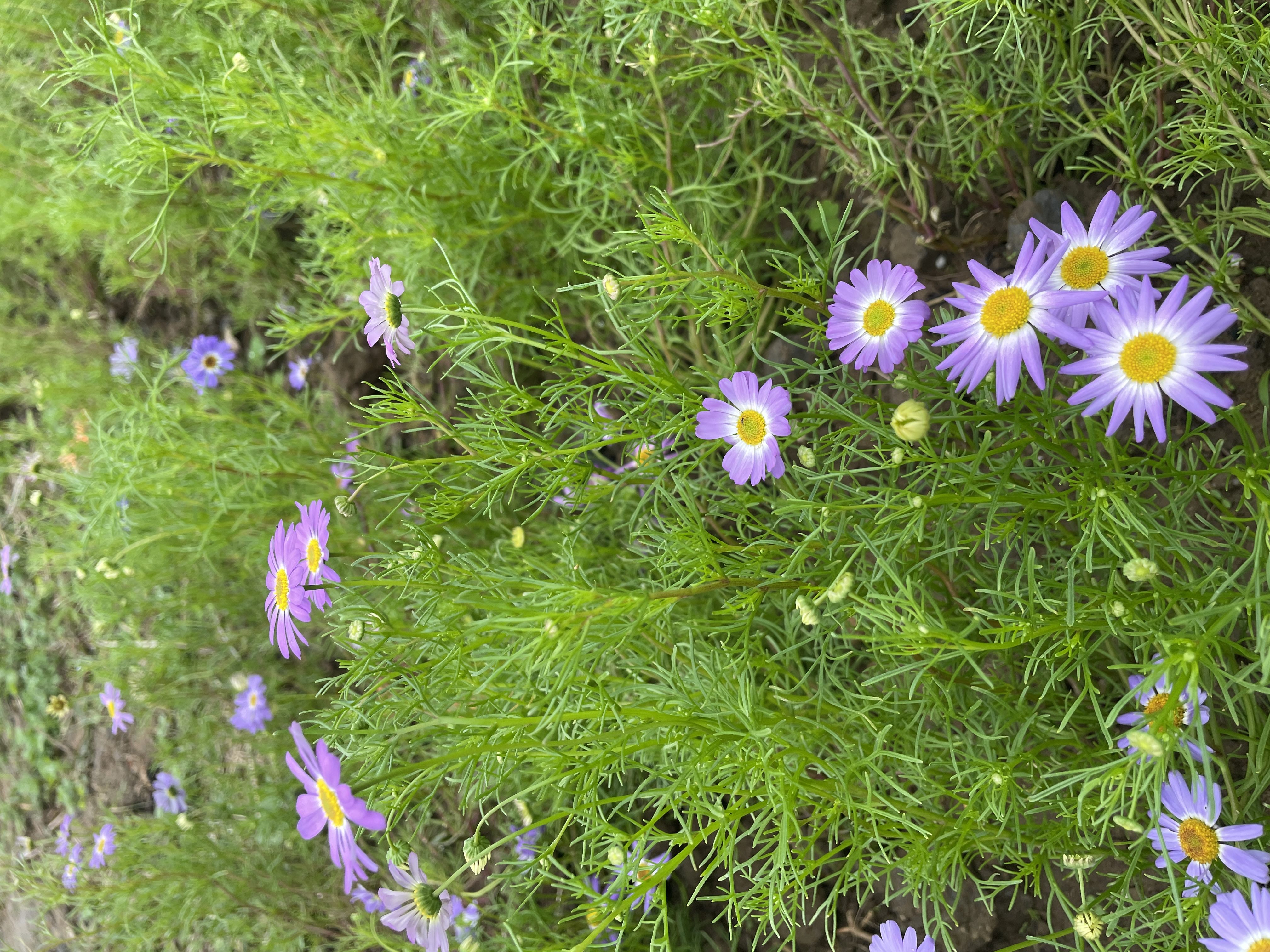 鵝河菊 