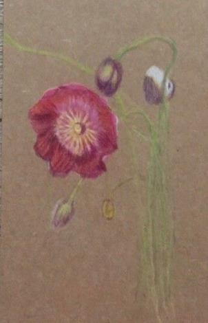 LINE_ALBUM_110.111年吳興樂齡色鉛插畫～秘密花園_220715_188
