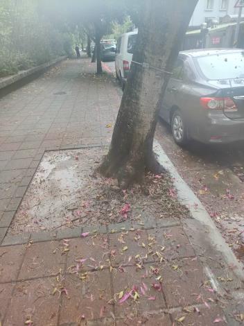 新生國小-植栽斷根-1140315(完成)