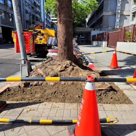 台大北護分院樹穴斷根改善後04
