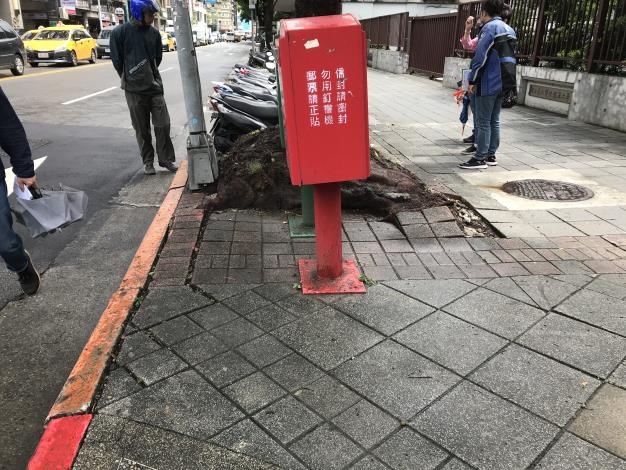 台大北護分院樹穴斷根改善前03