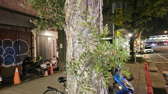 09-大安區和平東路一段135號-側芽修剪