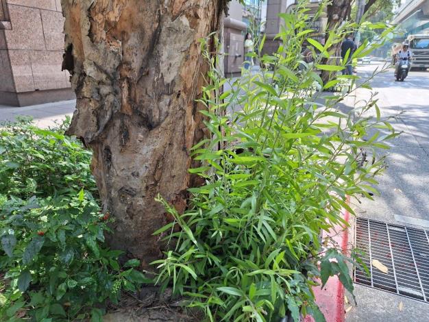 和平東路三段15號移除側芽