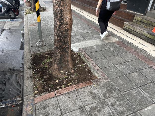 松江路363號樹穴缺土改善後-1