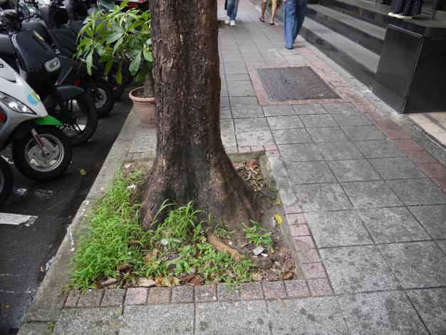 松江路363號樹穴缺土改善前-2.JPG