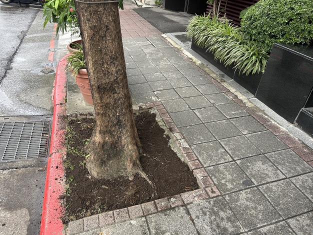 松江路365號樹穴缺土改善後