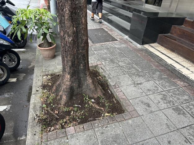 松江路363號樹穴缺土改善後-2
