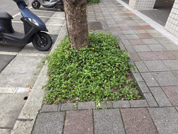 松山區健康路333號人行道1