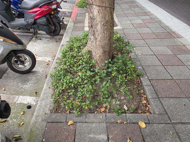 松山區健康路329號人行道5