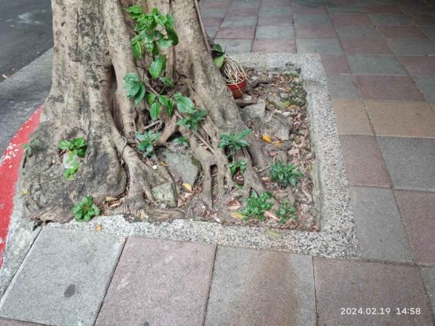 03松山區台北市精忠里民生東路四段97巷1-2號旁（×3樹穴）