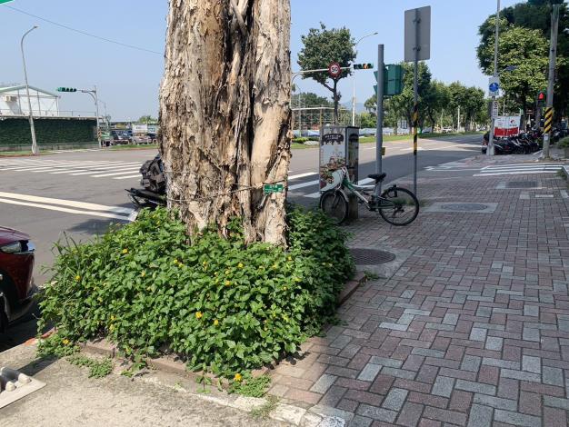 文林北路216號 V