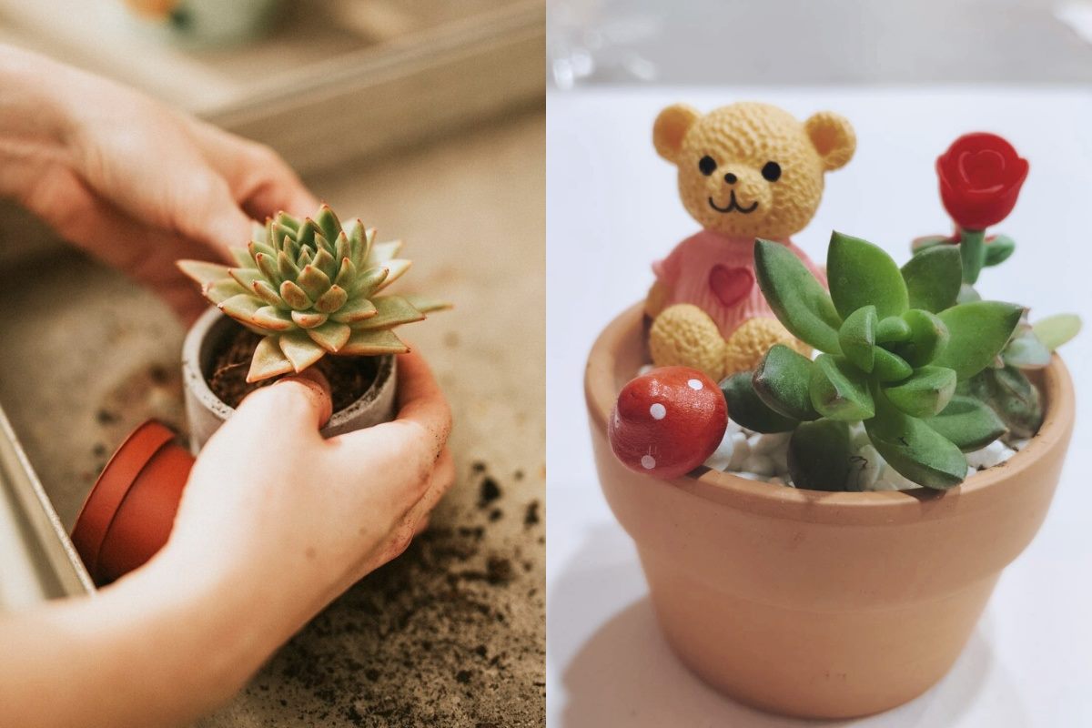 療癒多肉植物