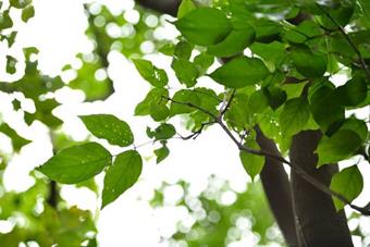 Poongaoil Pongamia or Poonga-oil Tree