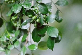 Common Jasmine Orange