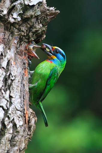 Taiwan Barbet or Five-Colored Bird