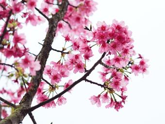 Cherry Flowers
