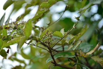 Roxburgh Sumac