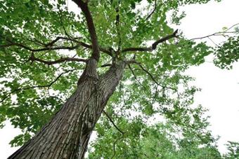Chinese Tallow Tree