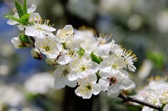 Mume Plant or Japanese Apricot