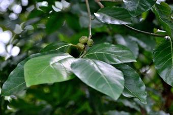 Angular Fruit Fig or Hauil Fig Tree