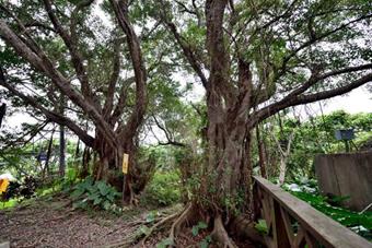 Chinese Banyan trees