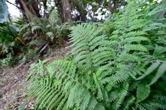 Ferns