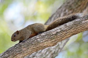 Red-Bellied Tree Squirrel