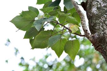 Common Paper Mulberry