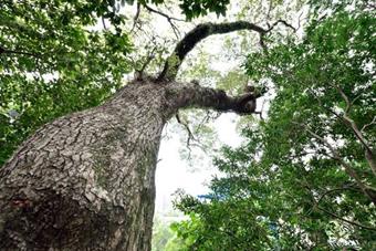 Camphor Tree