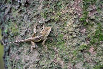 Japalura Swinhonis