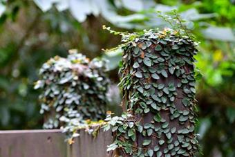 Climbing Fig or Creeping Fig
