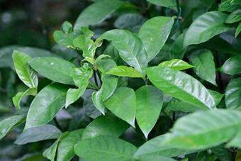 Wild Coffee