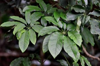 Common Schefflera